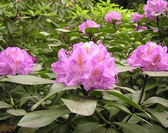 Rhododendron Minnetonka - Stunning Purple, White and Gold Blooms - Will  Grow to Three Feet - 12-15" Wide Field Grown Plant - Etsy