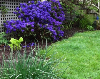 Rhododendron Blue Baron -  Very Purple(Blue) Small Blooms - Will Grow to Three Feet - Two Gallon Size Plant - Hardy to -10 F