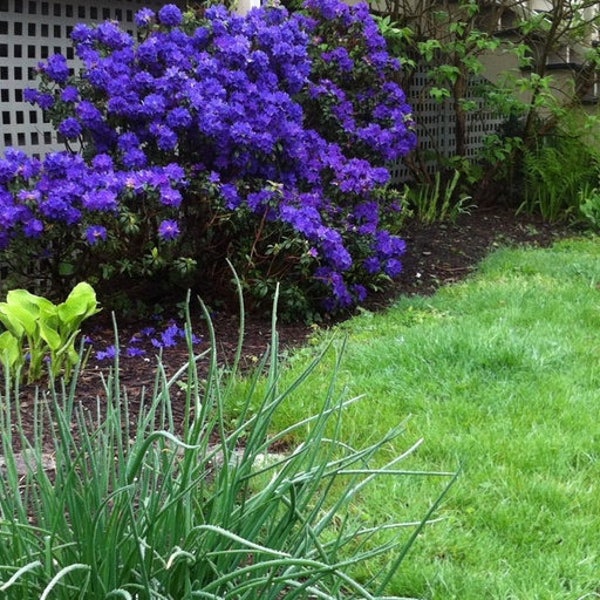 Rhododendron Blue Baron -  Very Purple(Blue) Small Blooms - Will Grow to Three Feet - Two Gallon Size Plant - Hardy to -10 F