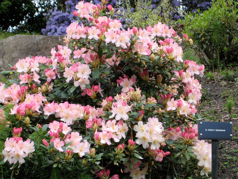 Rhododendron Percy Wiseman Hardy to -5 F degrees Creamy White Blooms with Pink Buds Grows to 3 feet Five Gallon Size