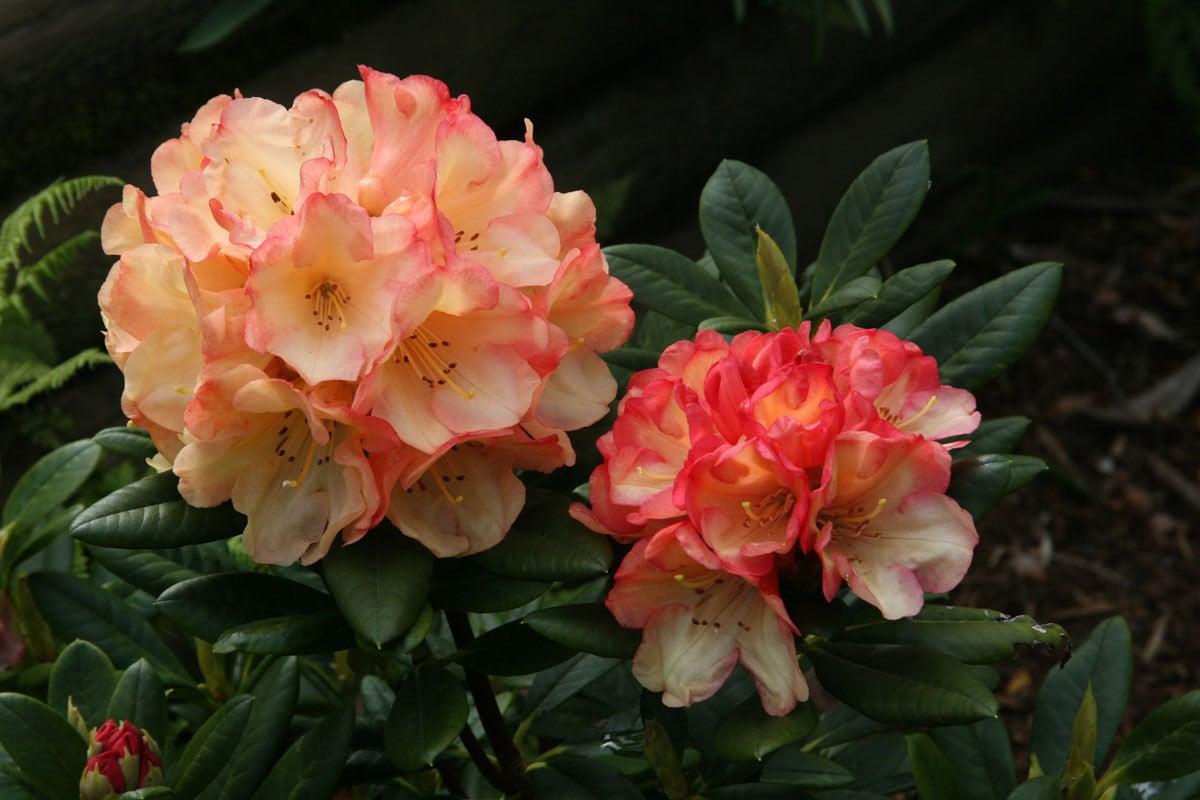 Rhododendron 'seaview Sunset' - Orange and Yellow Blooms - Will Grow to  Three Feet Tall - Hardy to 10 F - #1 Container Size Plant - Etsy