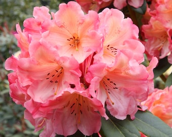 Rhododendron 'Honey Butter' - Yellow and Orange Blooms - Will Grow to Five Feet - #2 Container Size Plant - Hardy to 0 F