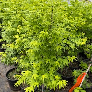 May include: A vibrant, young Japanese maple tree with bright green leaves, potted in a black container. The tree has a slender trunk and is surrounded by other potted trees in a greenhouse setting. An orange tag is visible.