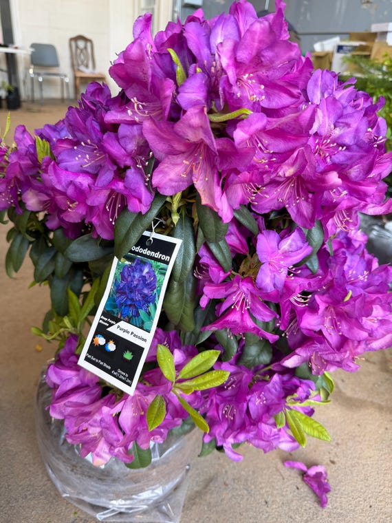 Rhododendron Purple Passion - Purple Blooms With a Touch of White - Hardy  to -10 F Degrees - Grows to 7 Feet - 12"-15" Field Grown Plant - Etsy