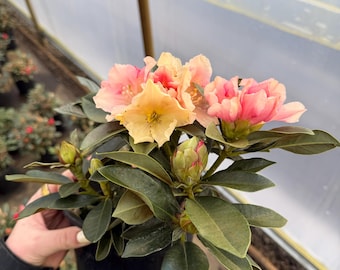 rhododendron rusty dane May Day main image 0