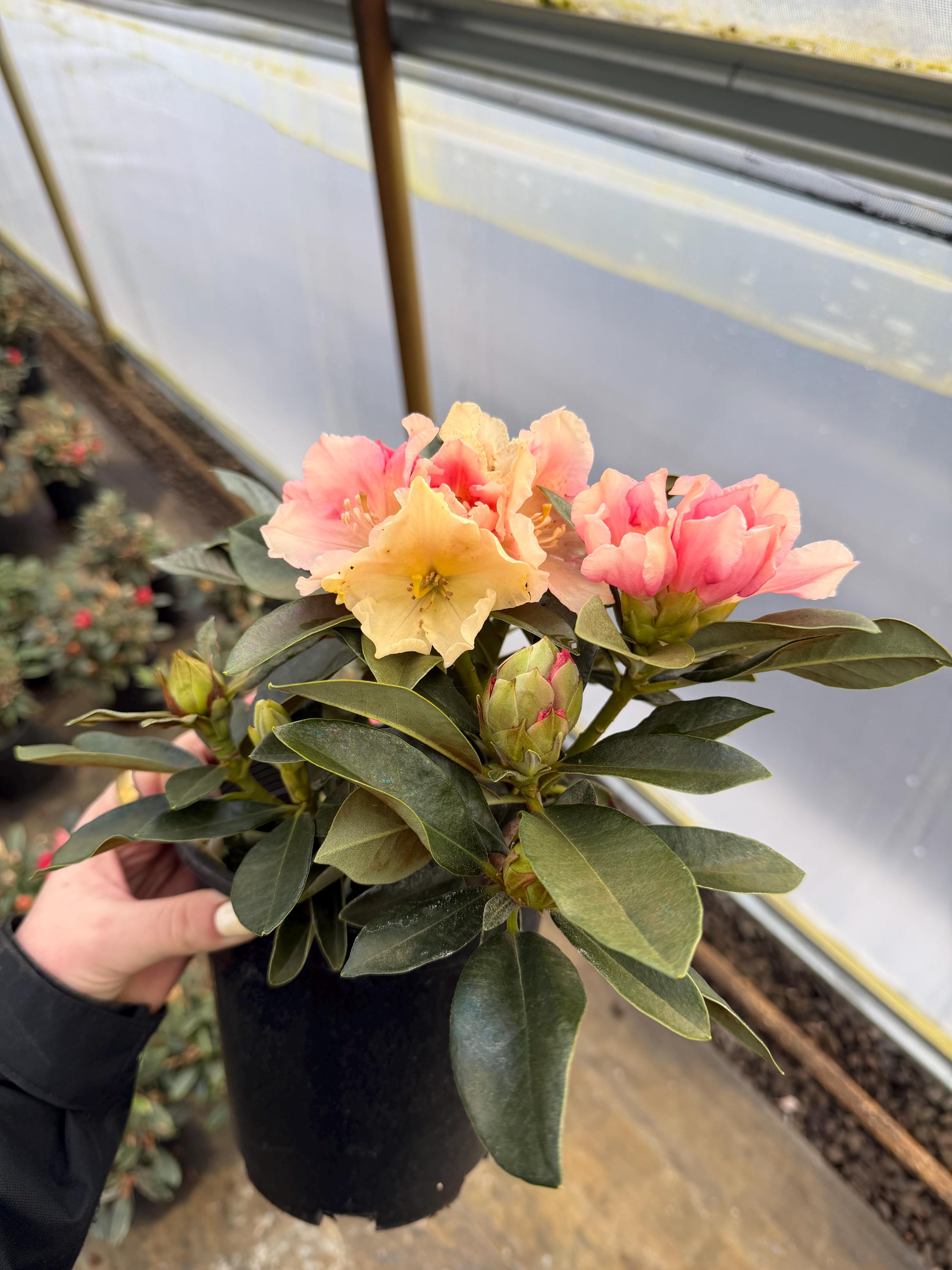 Rhododendron Golden Torch - Pink Bloom Fading to Golden Cream - Hardy to 0  Degrees - Grows to 4 Feet - #1 Container Size Plant - Etsy