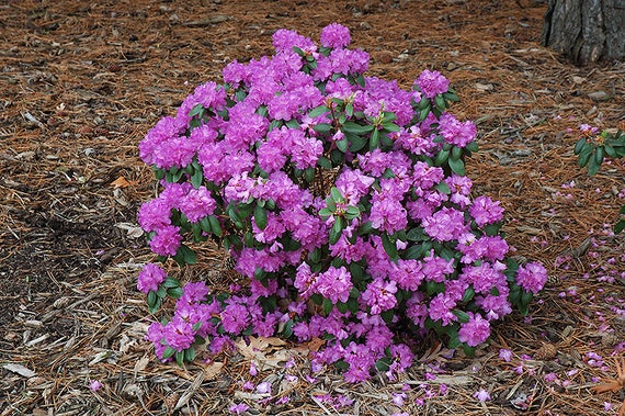 Rhododendron PJM - Lilac Purple Blooms - Will Grow to Five Feet