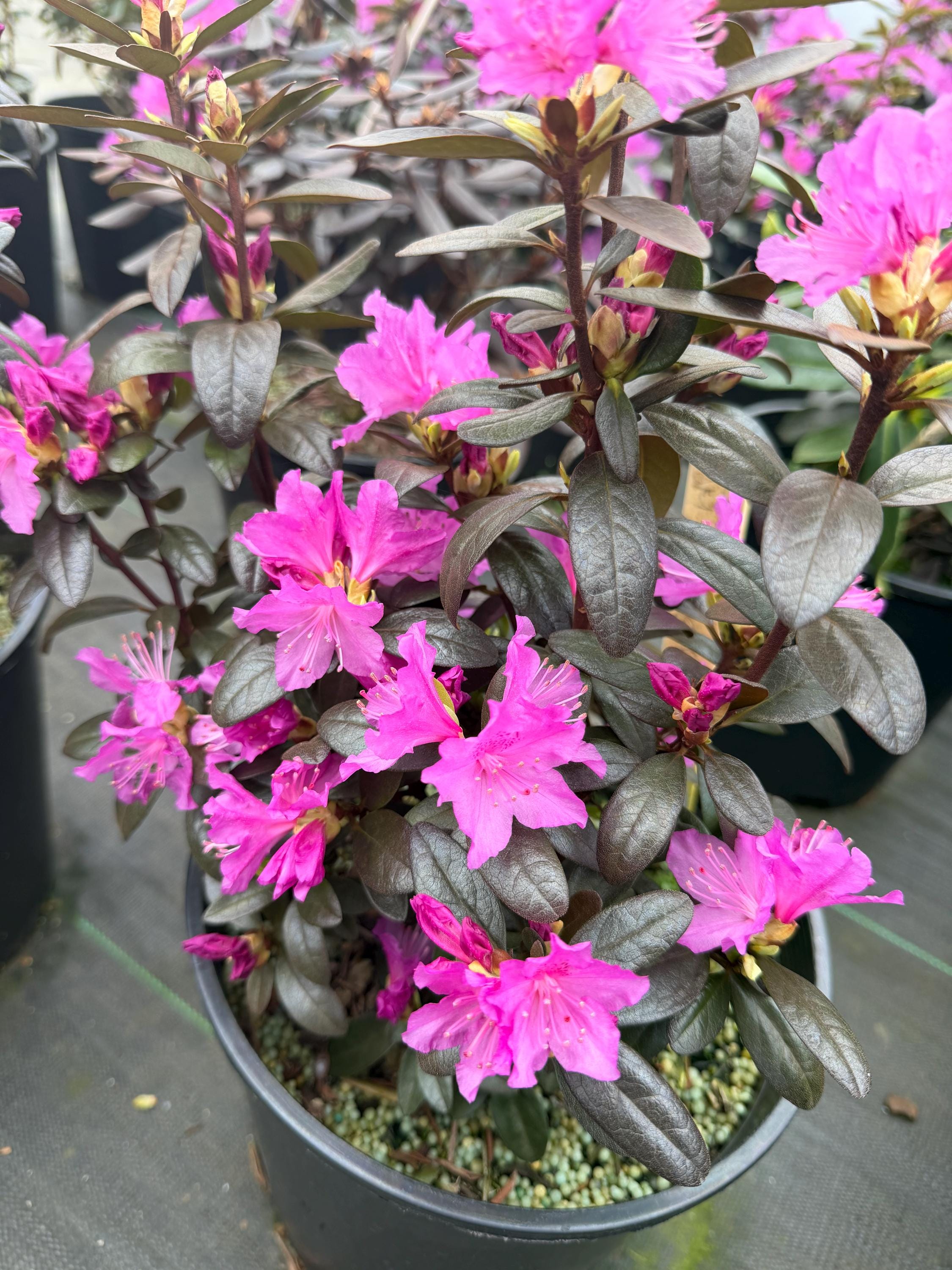 Rhododendron 'checkmate' H-1 #2 Pot Size - Etsy