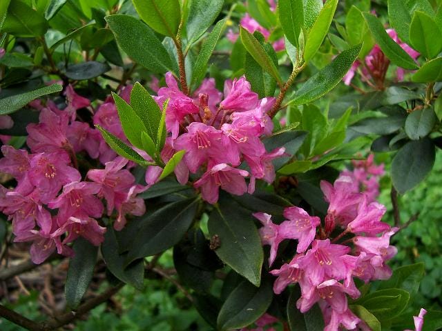 Rhododendron Myrtifolium- Beautiful Lilac Blooms- Compact- Extremely ...
