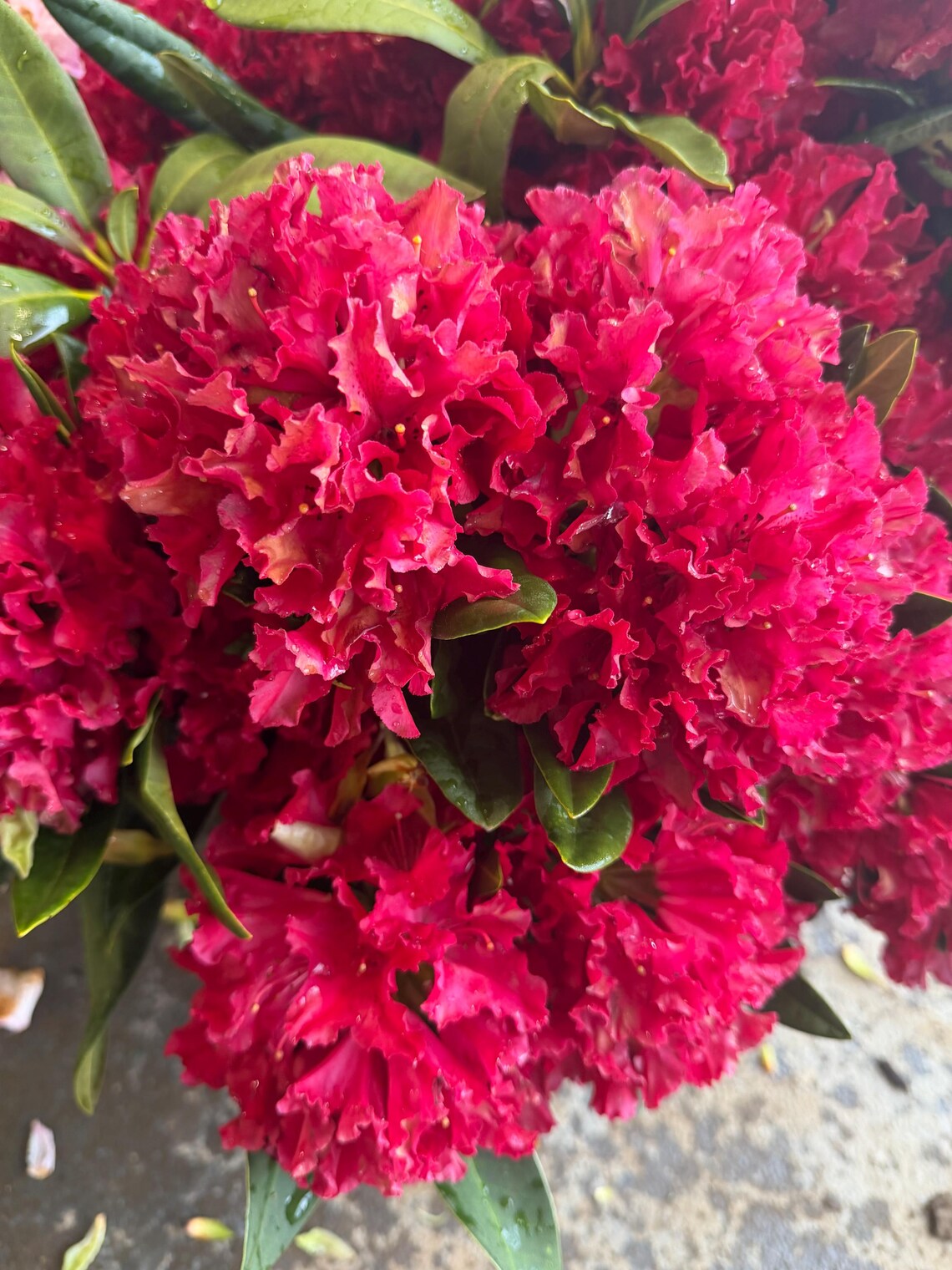 Vivacious Rhododendron Rhododendron ‘vivacious’ — Dwarf Red Blooms- Small Variety With Bright ...