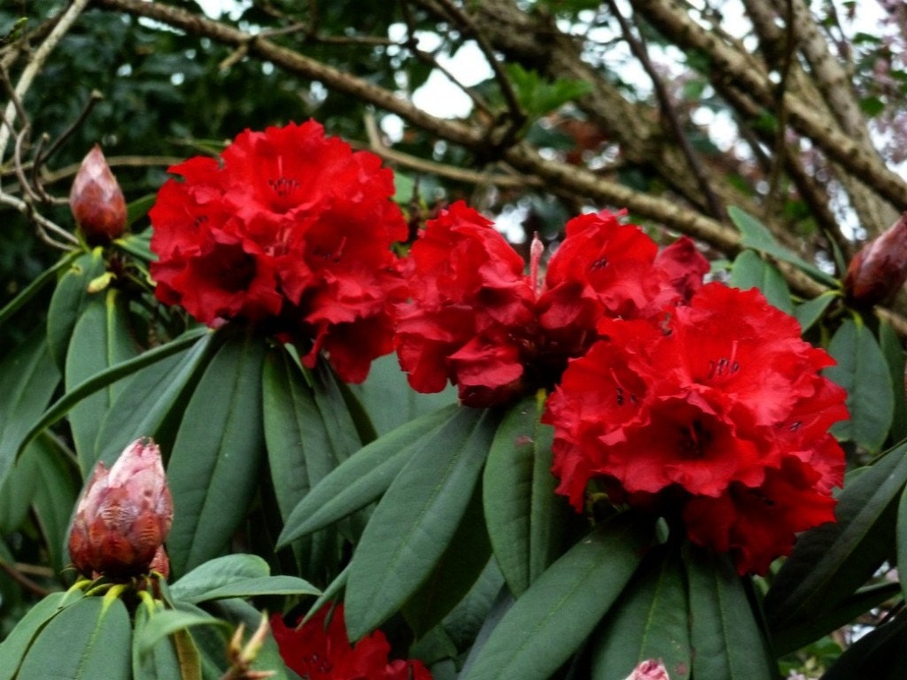 Rhododendron Taurus - Two Gallon Container Plant - Cold Hardy to -5 - Will  Grow up to Six Feet Tall - Etsy