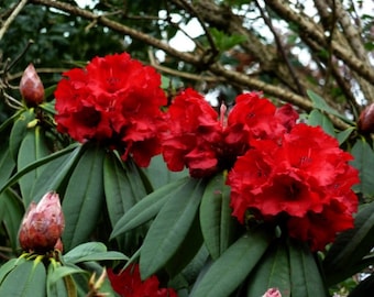Rhododendron Taurus - Red Blooms - Will Grow to Six Feet Tall - Hardy to 0 F - Rhododendron of the Year Four Times! - One Gallon Plant