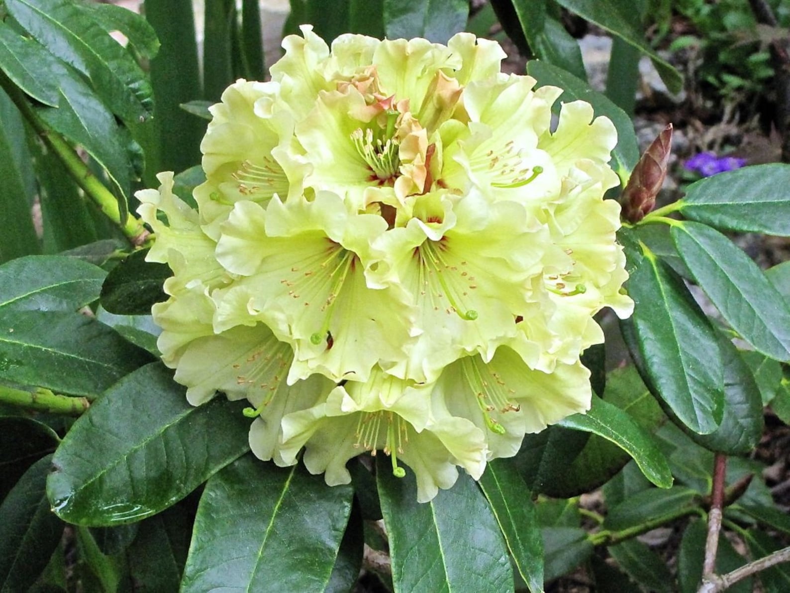 Rhododendron Windsong - Yellow Wavy Edged Blooms With Red - Will Grow ...