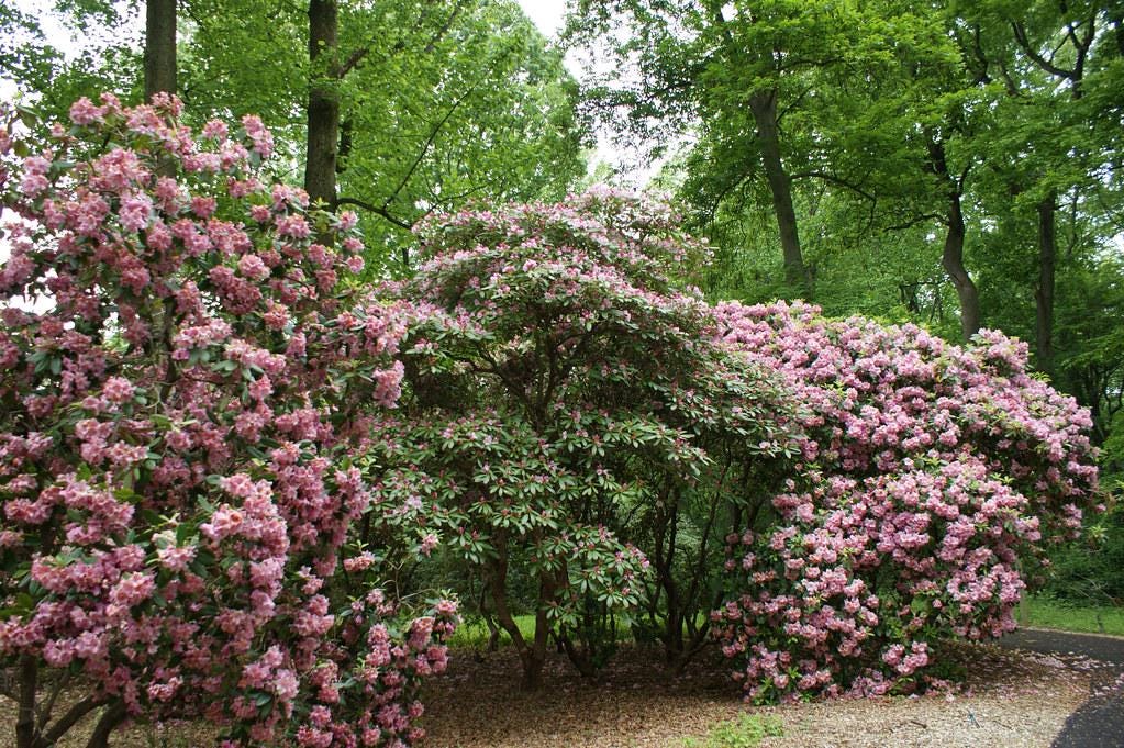 amazon thuja smaragd Thuja occidentalis 'Smaragd'  The Garden Corner