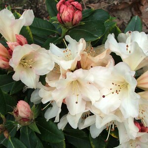Rhododendron 'Unique'  - Large White Blooms - Hardy to 0 F degrees - Grows to 5 feet - #1 Container Size Plant