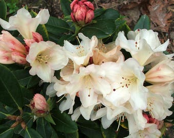 Rhododendron 'Unique'  - Large White Blooms - Hardy to 0 F degrees - Grows to 5 feet - #1 Container Size Plant