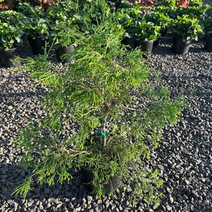 Lemon Twist Hinoki Cypress Tree – Cham.  obtusa ‘Lemon Twist’ – Rare Golden Foliage Accent Tree – Zones 4-9- #3 Container Size
