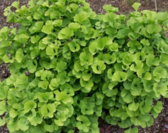 Ginkgo b ‘Mariken’ #2 ZONE 3-9