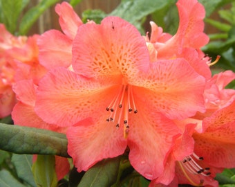 Rhododendron 'Whitney's Late Orange'  - Yellow Pink Blooms - Hardy to 0 F degrees - Grows to 4 feet - #1 Container Size Plant