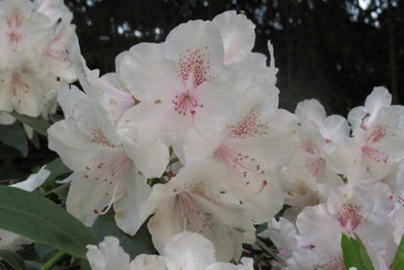 Rhododendron Mrs Charles E Pearson Fragrant Light Purple | Etsy