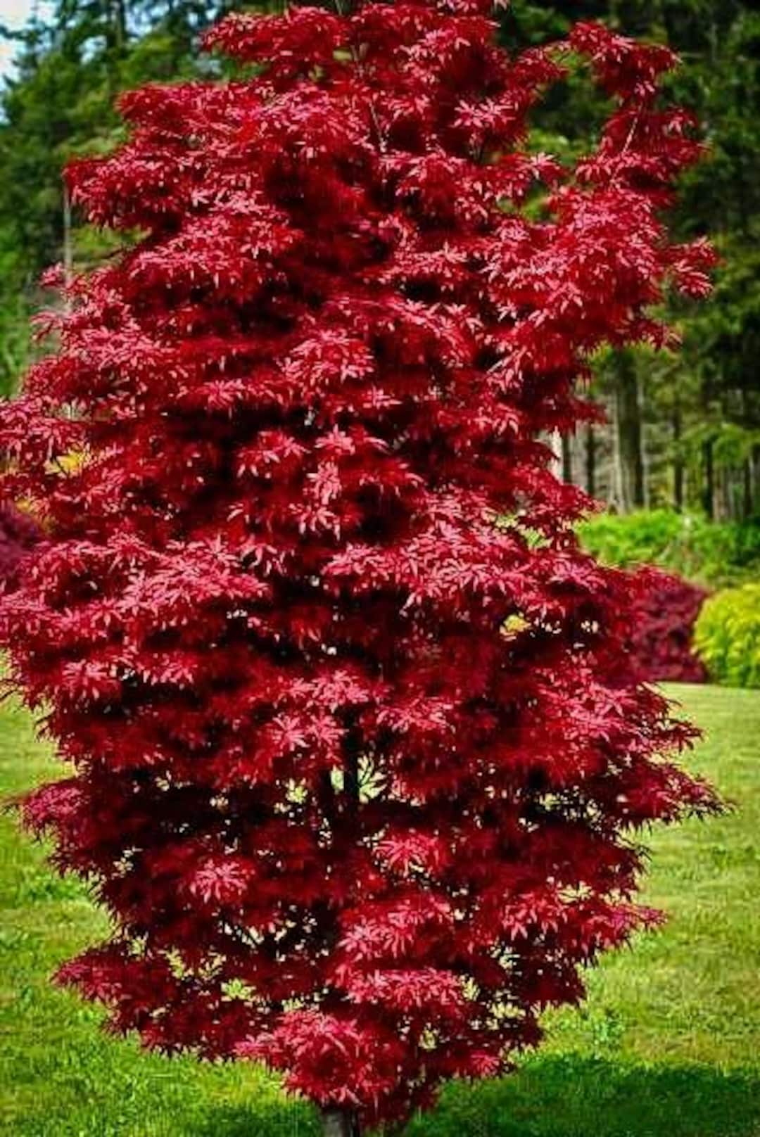 Acer Palmatum 'twombly's Red Sentinel' – Columnar Red Japanese