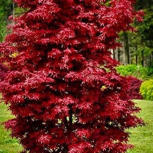 May include: A vibrant red Japanese maple tree with deeply lobed leaves. The tree is in full foliage, creating a dense, rounded shape. The background features green grass and other trees, creating a natural setting.
