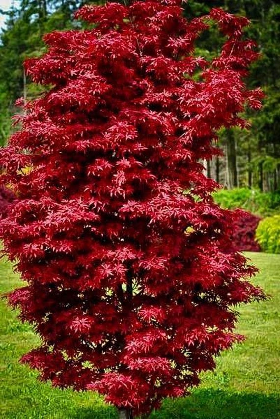 Acer Palmatum 'twombly's Red Sentinel' – Columnar Red Japanese