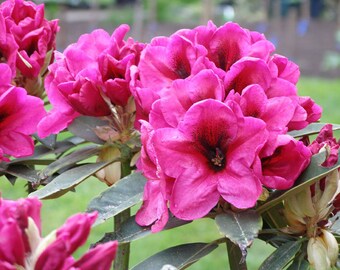 Rhododendron 'Midnight' - Deep Pink Bloom with Dark Canter - Will Grow to Five Feet -One Gallon Container Size Plant - Hardy to -5 F