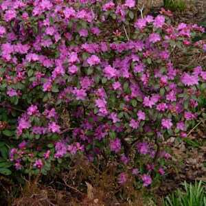 Rhododendron PJM Regal Small Light Purple Blooms Will Grow to Five Feet 3 Container Size Plant Hardy to 25 F image 1