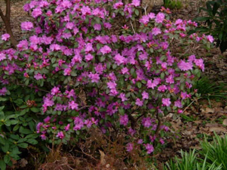 Rhododendron PJM Regal Small Light Purple Blooms Will Grow to Five Feet 3 Container Size Plant Hardy to 25 F image 1