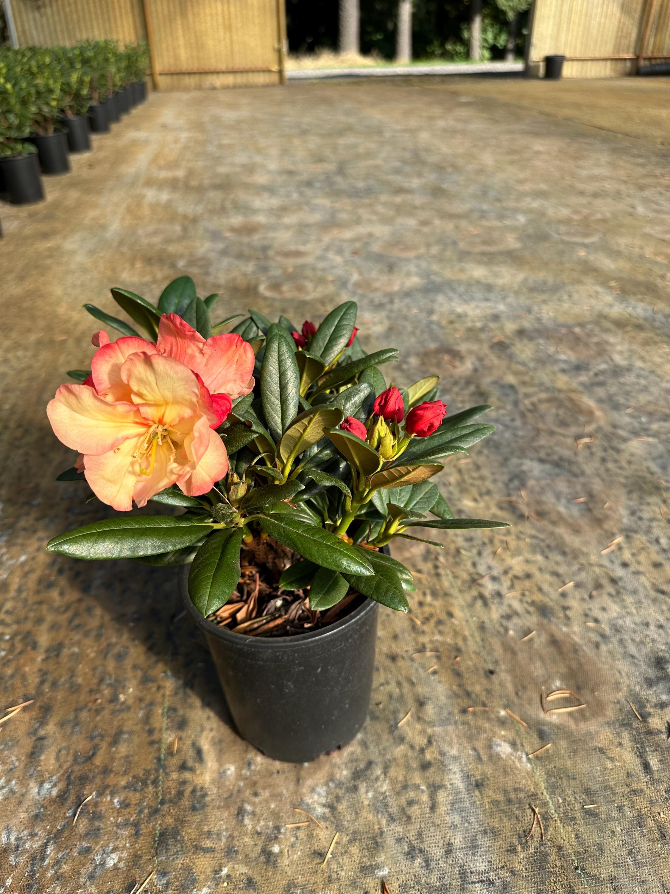 Rhododendron 'seaview Sunset' - Orange and Yellow Blooms - Will Grow to  Three Feet Tall - Hardy to 10 F - #1 Container Size Plant - Etsy
