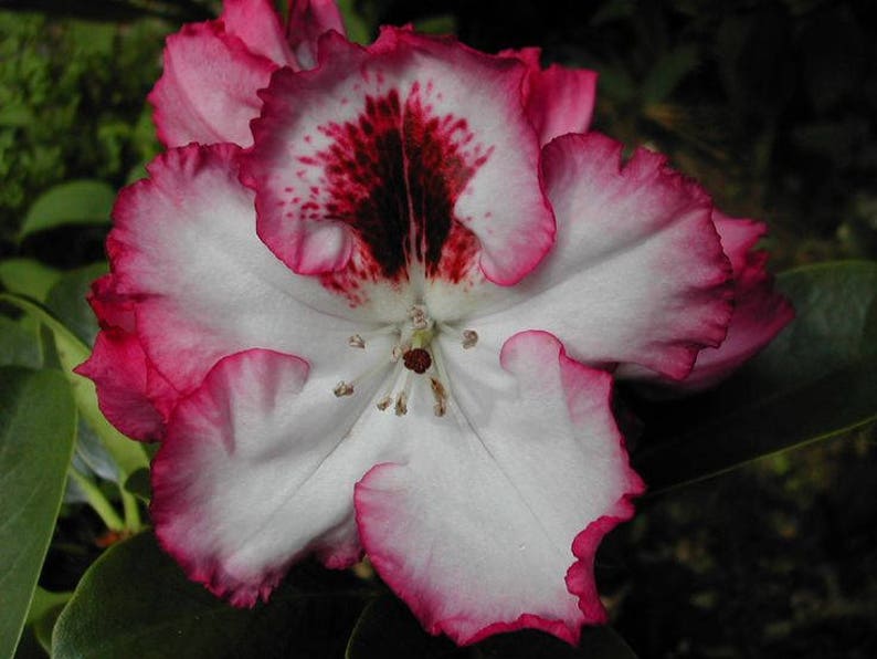Rhododendron Cherry Cheesecake White BloomsRimmed in Red Etsy