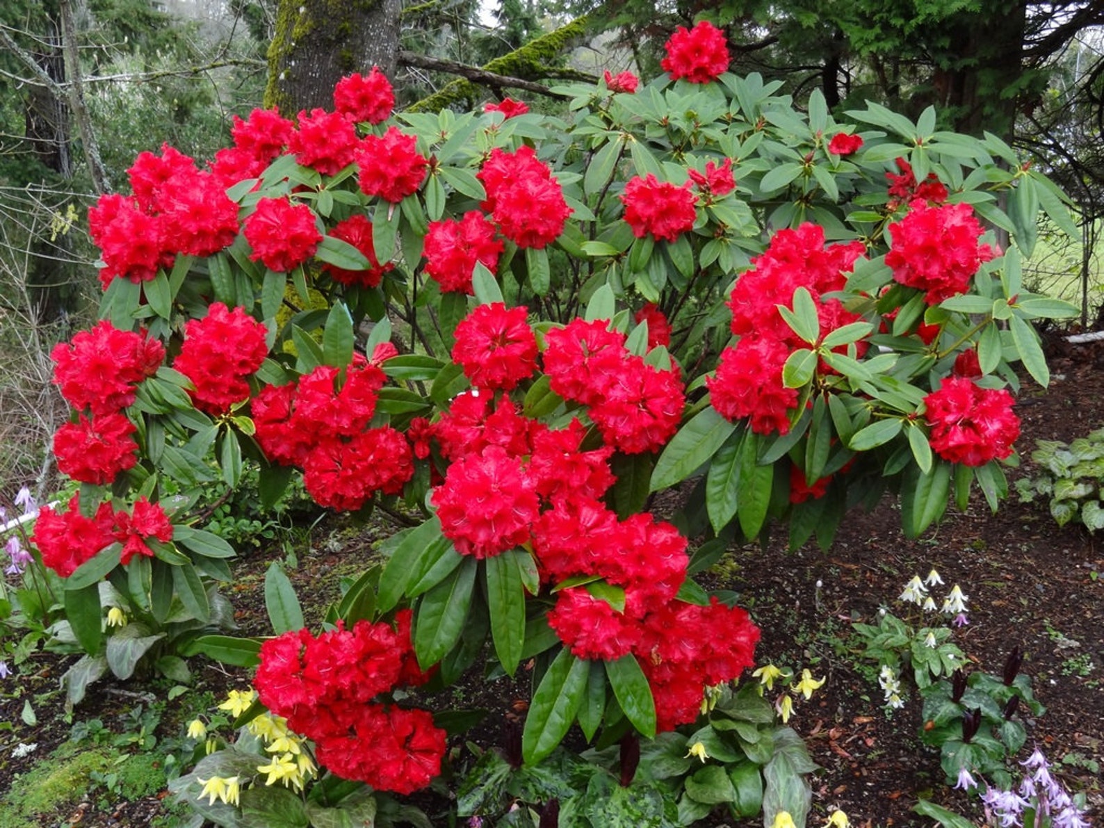 Rhododendron Taurus - Two Gallon Container Plant - Cold Hardy to -5 ...