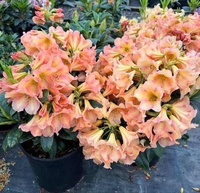 Beautiful Buttermint Rhododendron- 2 Gallon Container Plant. Cold Hardy to -5 Degrees. Grows Up to 3ft. Stunning Yellow Orange Blooms