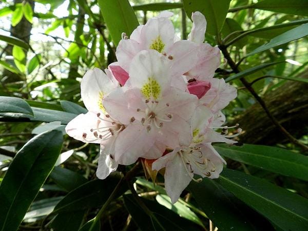 Rhododendron Maximum Roseum - Dark Pink Bloom With Yellow Rhododendron Maximum Roseum - Dark Pink Bloom With Yellow