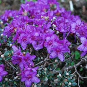 Rhododendron 'Impeditum' Small Purple Bloom on a Very Compact Plant Will Grow to 1.5 feet tall, Hardy to 0 F 1 Container Size image 4