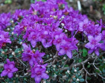 Rhododendron 'impeditum' - Small Purple Bloom on a Very Compact Plant -  Will Grow to 1.5 Feet Tall, Hardy to 0 F - # 1 Container Size - Etsy