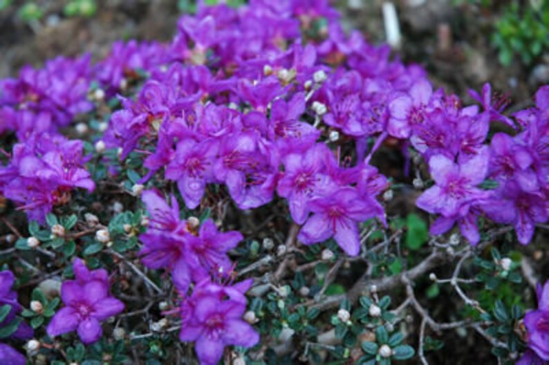 Rhododendron 'Impeditum' Small Purple Bloom on a Very Compact Plant Will Grow to 1.5 feet tall, Hardy to 0 F 1 Container Size image 4