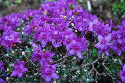 Rhododendron 'impeditum' - Small Purple Bloom on a Very Compact Plant -  Will Grow to 1.5 Feet Tall, Hardy to 0 F - # 1 Container Size - Etsy