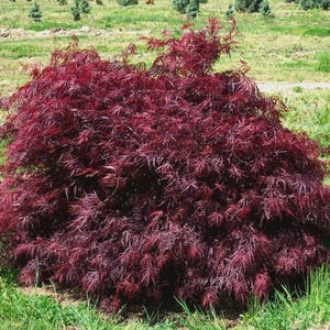 May include: A vibrant, low-growing Japanese maple tree with deep burgundy leaves. The tree has a rounded shape and is surrounded by green grass. The leaves have a delicate, lacy appearance, creating a striking contrast against the green background.
