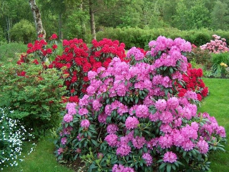 zwerg-rhododendron bloombux Zwerg main image 1