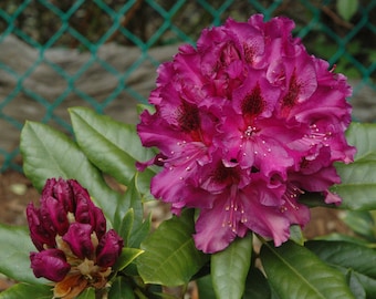 Rhododendron Colonel Coen - Purple Blooms with Dark Purple Blotch - Will Grow to Five Feet - #5 Container Plant - Hardy to 0 F