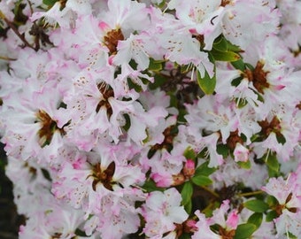 Rhododendron 'Pink Snowflakes' two gallon container hardy to 0 degrees