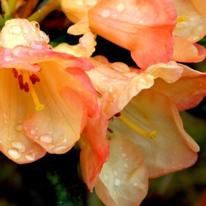 Rhododendron Seaview Sunset - Orange and Yellow Blooms - Will Grow to Three Feet Tall - #3 Container Plant - Hardy to -5 F