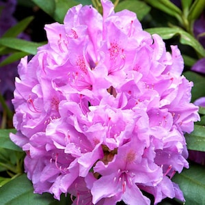 Rhododendron 'Cat. Boursalt' H-1 Field Grown 15-18" Wide