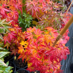 May include: A vibrant Japanese maple tree with red, orange, and yellow leaves. The tree is in a black pot and supported by bamboo stakes. The leaves have a delicate, palmate shape, showcasing the plant's autumn colors.