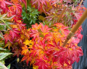 May include: A vibrant Japanese maple tree with red, orange, and yellow leaves. The tree is in a black pot and supported by bamboo stakes. The leaves have a delicate, palmate shape, creating a lush, colorful display.
