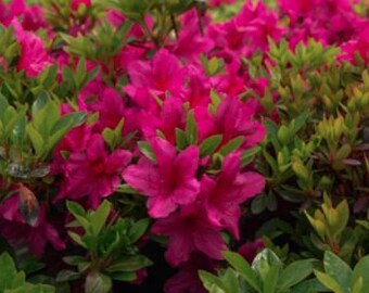 Azalea 'Girard's Pink' #1  USDA ZONE 6-8