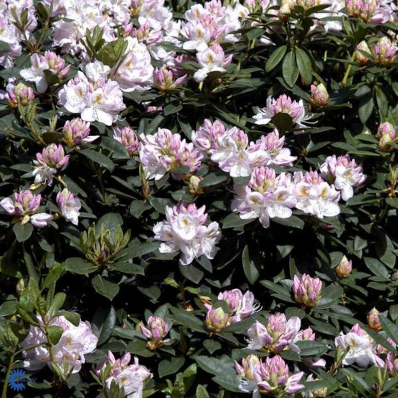 Rhododendron Gomer Waterer Light Purple fading to White | Etsy