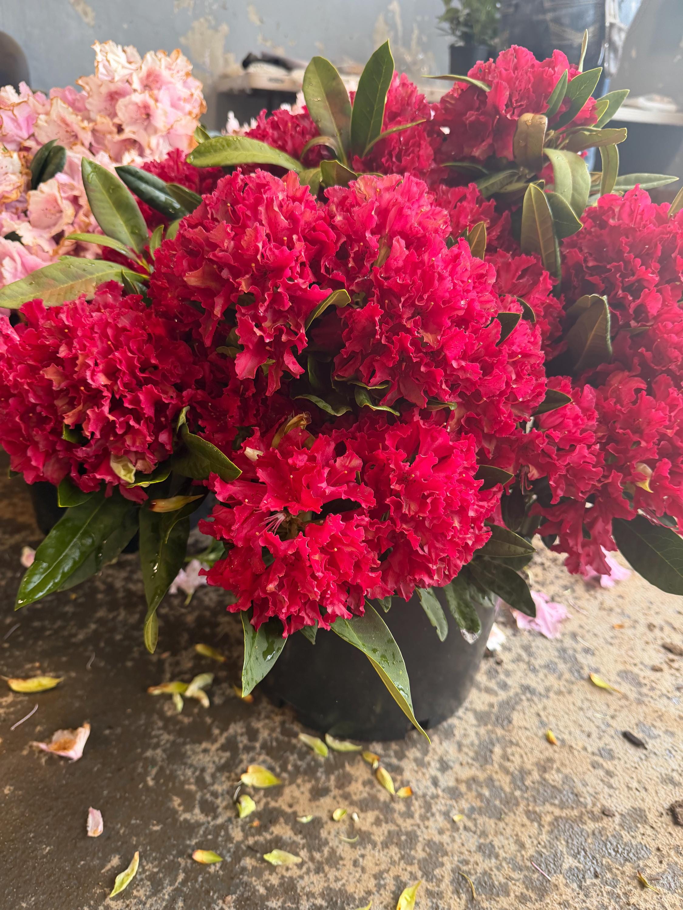 Vivacious Rhododendron Rhododendron ‘vivacious’ — Dwarf Red Blooms- Small Variety With Bright ...